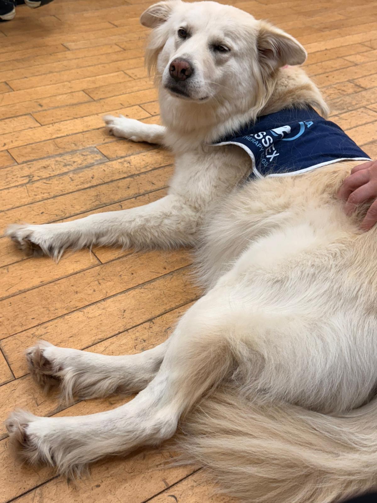 November Meeting – Essex Therapy Dogs